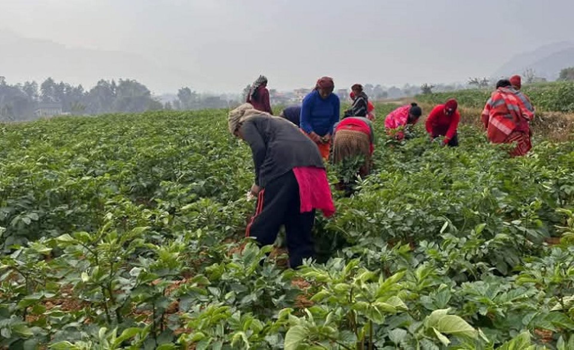 स्याङ्जामा दुई हजार चार सय रोपनीमा आलुखेती